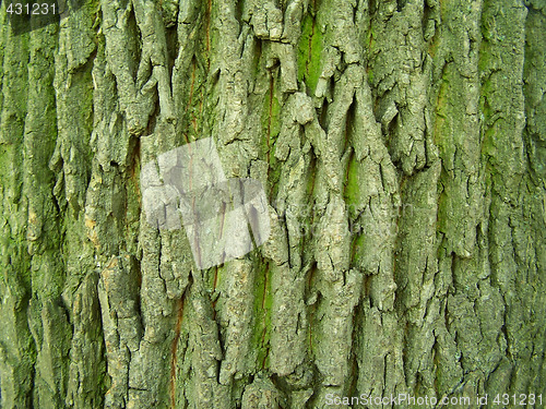 Image of Oak tree bark