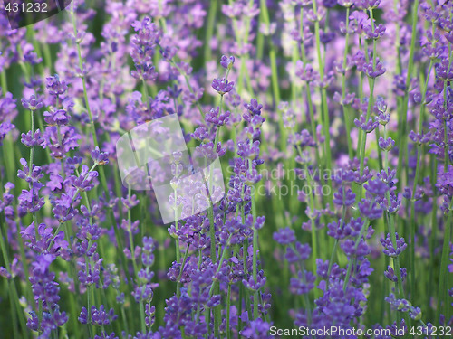 Image of Blooming lavender