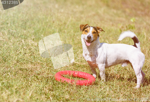 Image of Dog is standing on grass and looking at the camera.