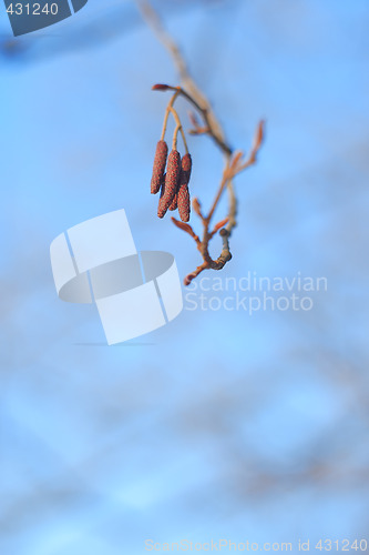 Image of flower buds