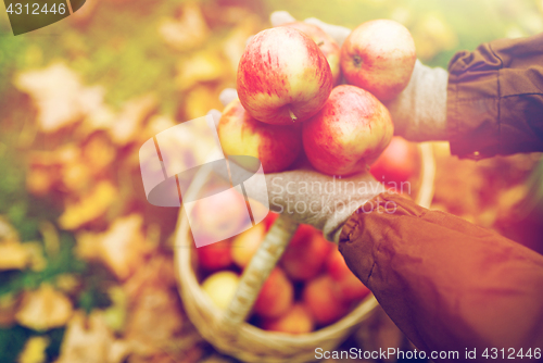 Image of woman with basket of apples at autumn garden