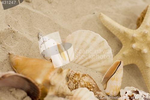 Image of shells and starfish