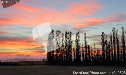 Image of Silhouetted trees 