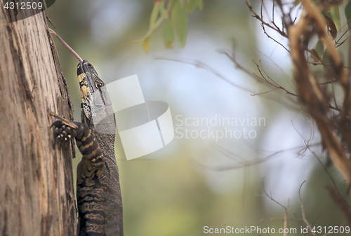Image of Tongue Poking Goanna in Australian Bushland