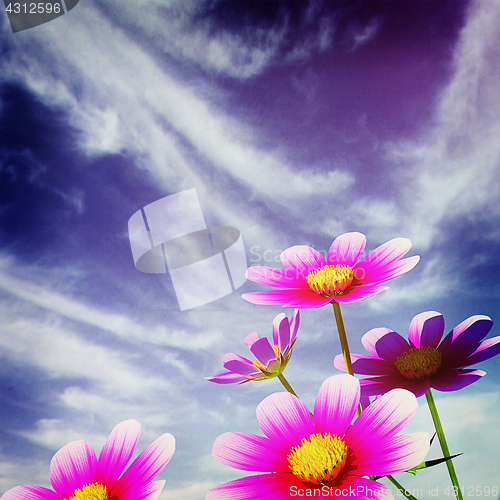 Image of Beautiful Cosmos Flower against the sky. 3D illustration.. Vinta