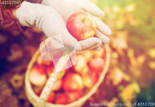 Image of woman with basket of apples at autumn garden