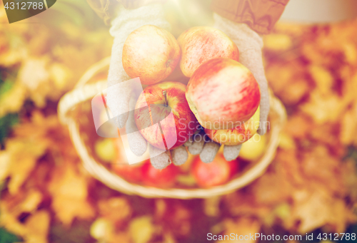 Image of woman with basket of apples at autumn garden