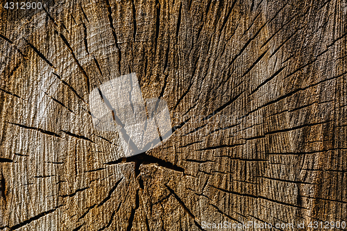 Image of Wood texture of cut tree trunk