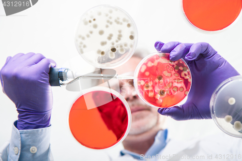 Image of Senior life science researcher grafting bacteria.