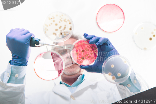 Image of Senior life science researcher grafting bacteria.