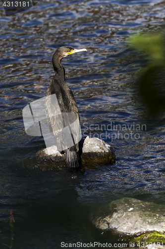 Image of Cormorant, aquatic bird