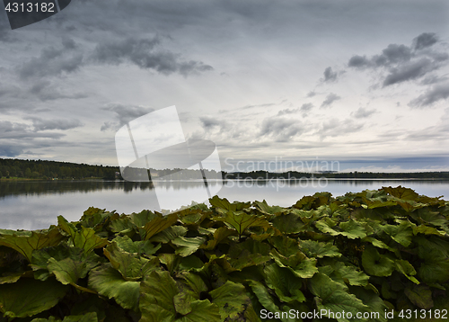 Image of Sky, river and plants in morning