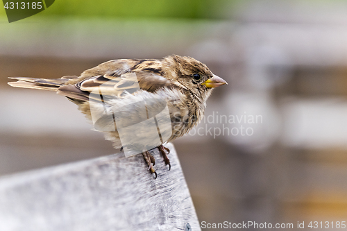 Image of A portrait of sparrow