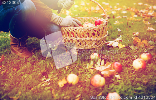 Image of woman with basket picking apples at autumn garden