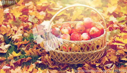 Image of wicker basket of ripe red apples at autumn garden