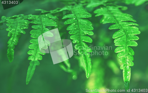 Image of Fern Leaves With  Water Drops