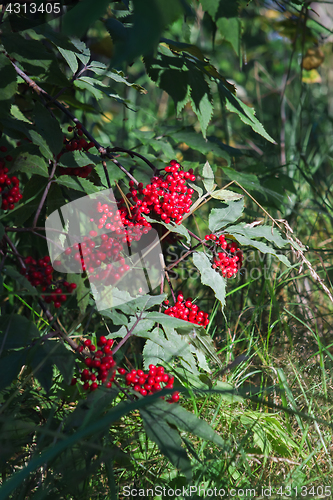 Image of Red Elderberry In The Forest