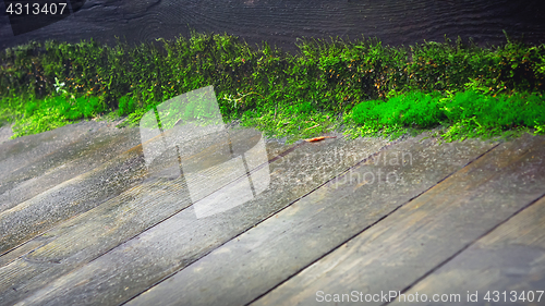 Image of Old Wooden Floor With Moss