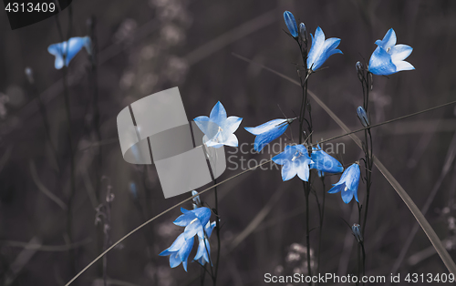 Image of Brown Background With Blue Bell Flowers