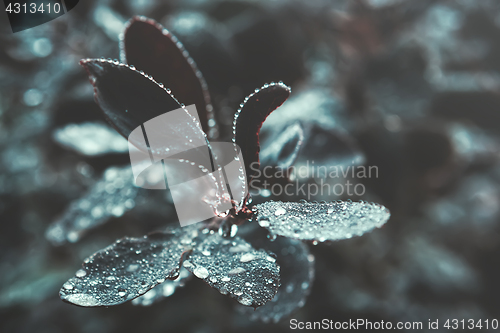 Image of Dark Leaves With Water Drops