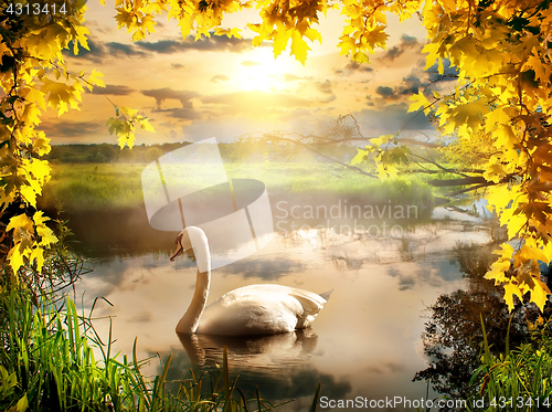 Image of Swan in autumn