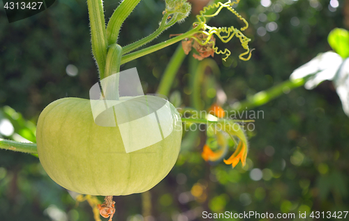 Image of Unripe pumpkin in garden