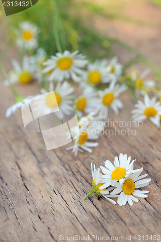 Image of Chamomile flowers on wooden table