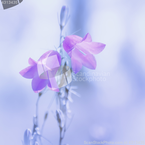 Image of Bell Flowers Light Blurred Background