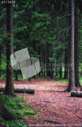 Image of Summer Spruce Forest