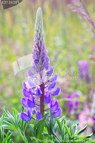 Image of Beautiful Blooming Lupine