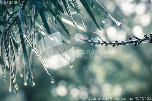 Image of Water Drops On Leaves