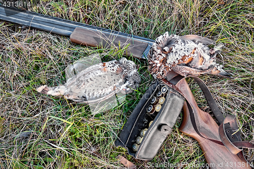 Image of Grouse and rifle on grass