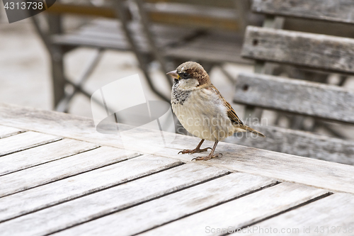 Image of A portrait of sparrow