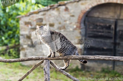Image of A cat on a fence