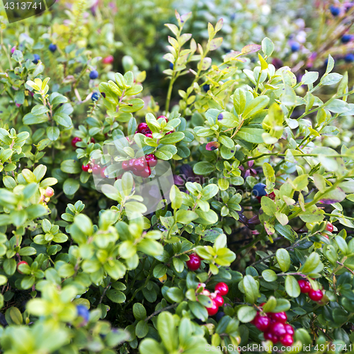 Image of Cranberries and blueberries