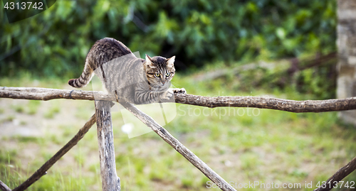 Image of A cat on a fence