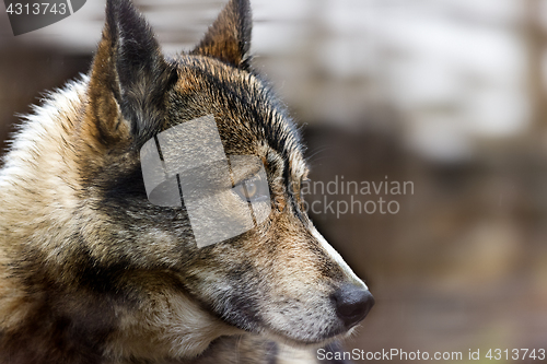 Image of The head of dog (Husky)