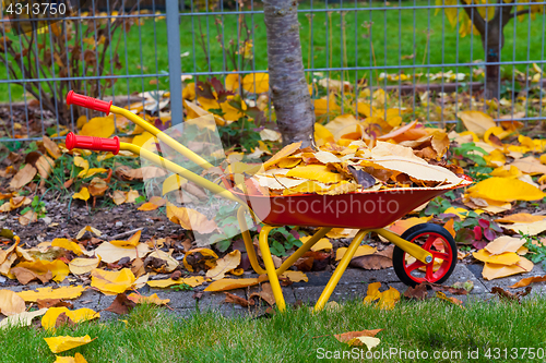 Image of Autumn leaves in garden