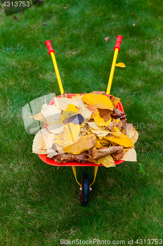 Image of Autumn leaves in garden