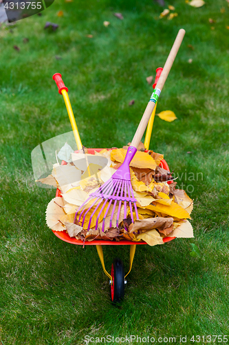 Image of Autumn leaves in garden