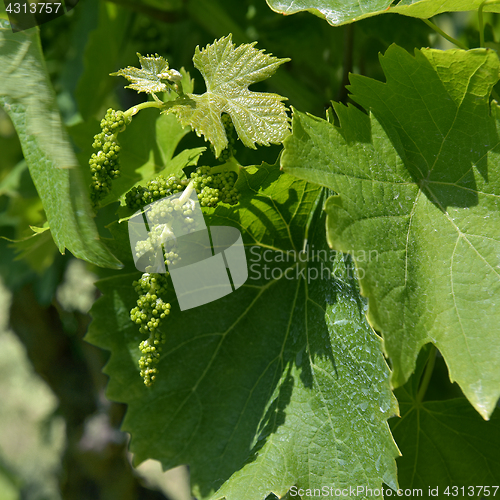 Image of Plant of grapevine with flower buds