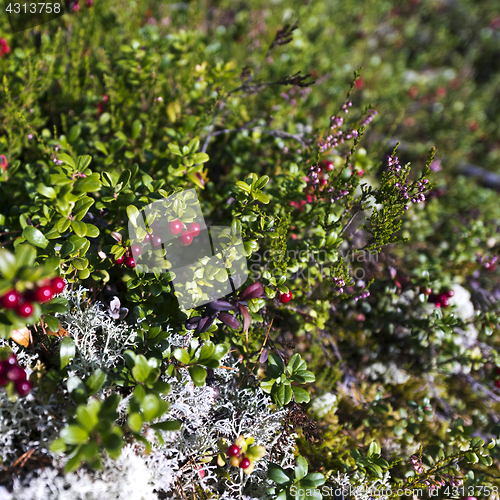 Image of Cranberries (lingonberries) in the woods