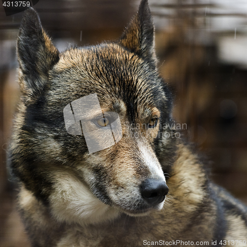 Image of The head of a dog (Husky)