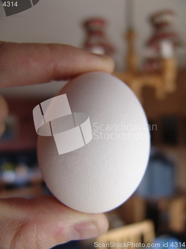 Image of Egg