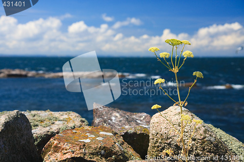 Image of Survival