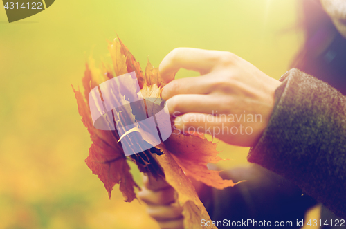 Image of close up of woman hands with autumn maple leaves