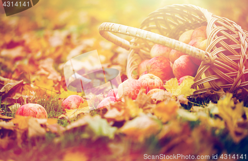 Image of wicker basket of ripe red apples at autumn garden