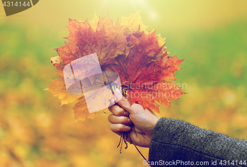 Image of close up of woman hands with autumn maple leaves