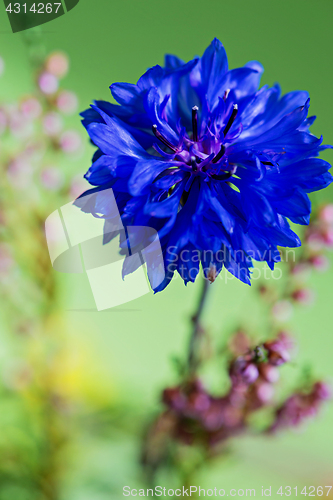 Image of Beauty of blue cornflower