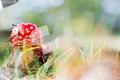 Image of Amanita muscaria